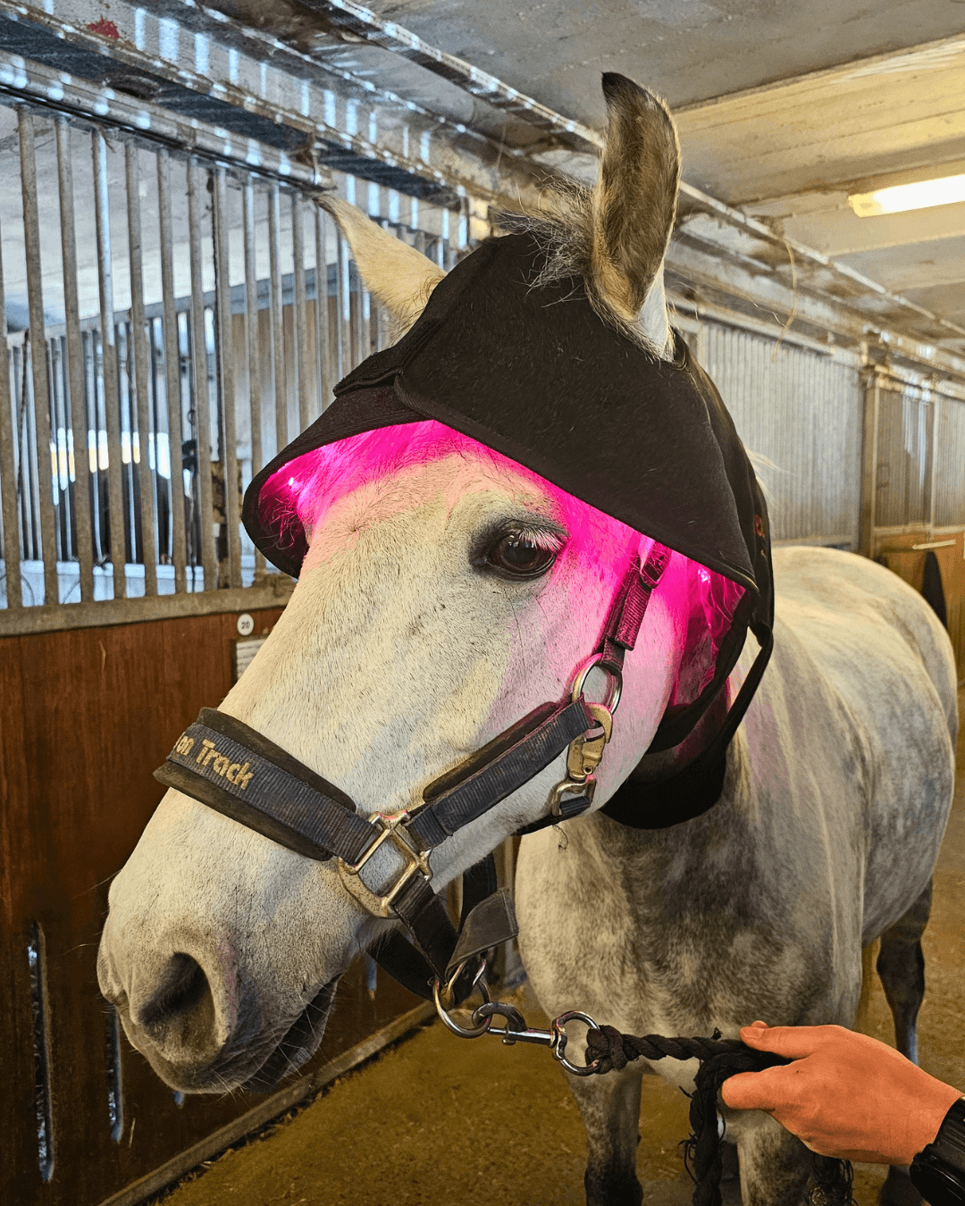 Röd ljusterapi huva för ponny – Heat Sense Horse