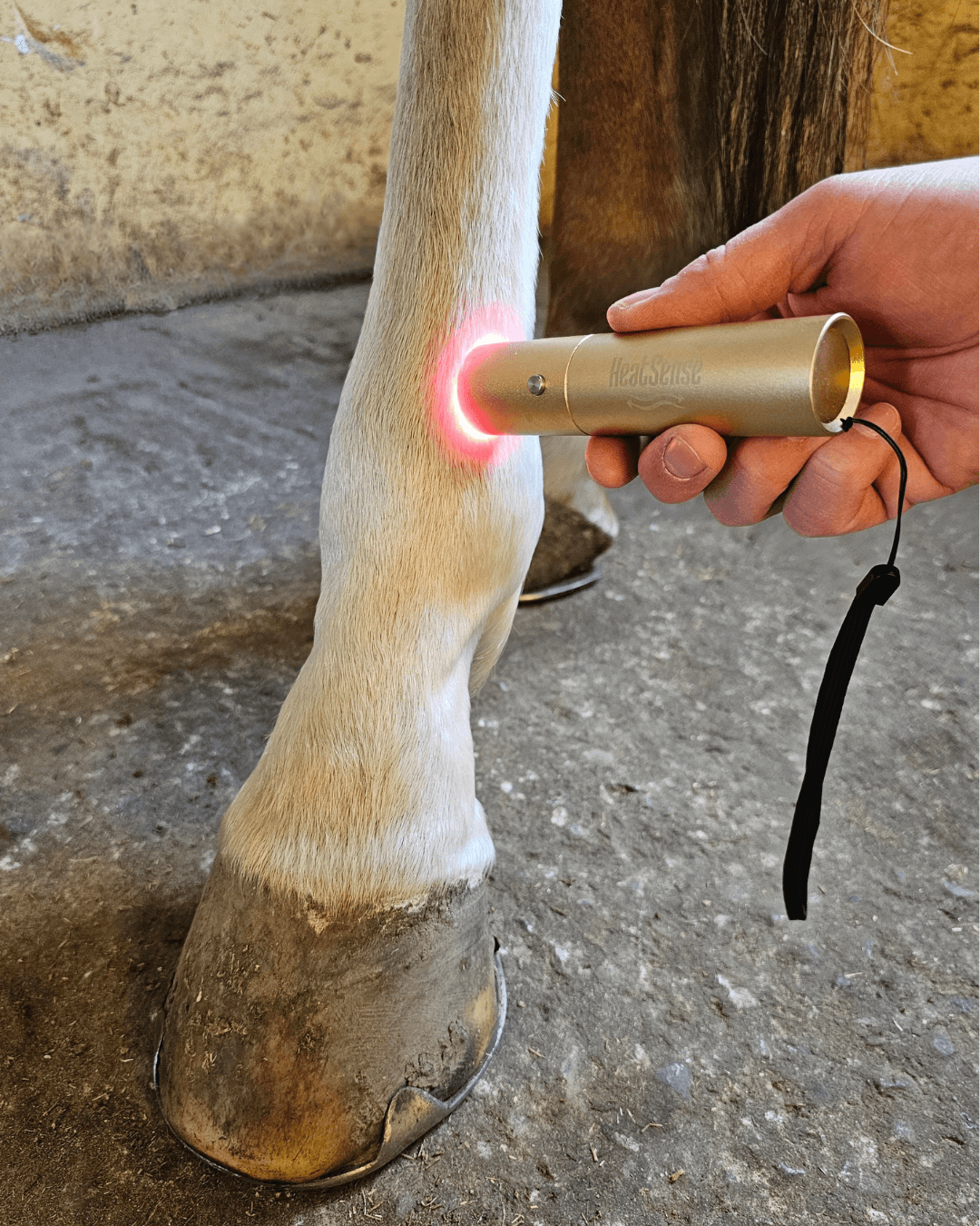 heatsense lysterapi pen til hest