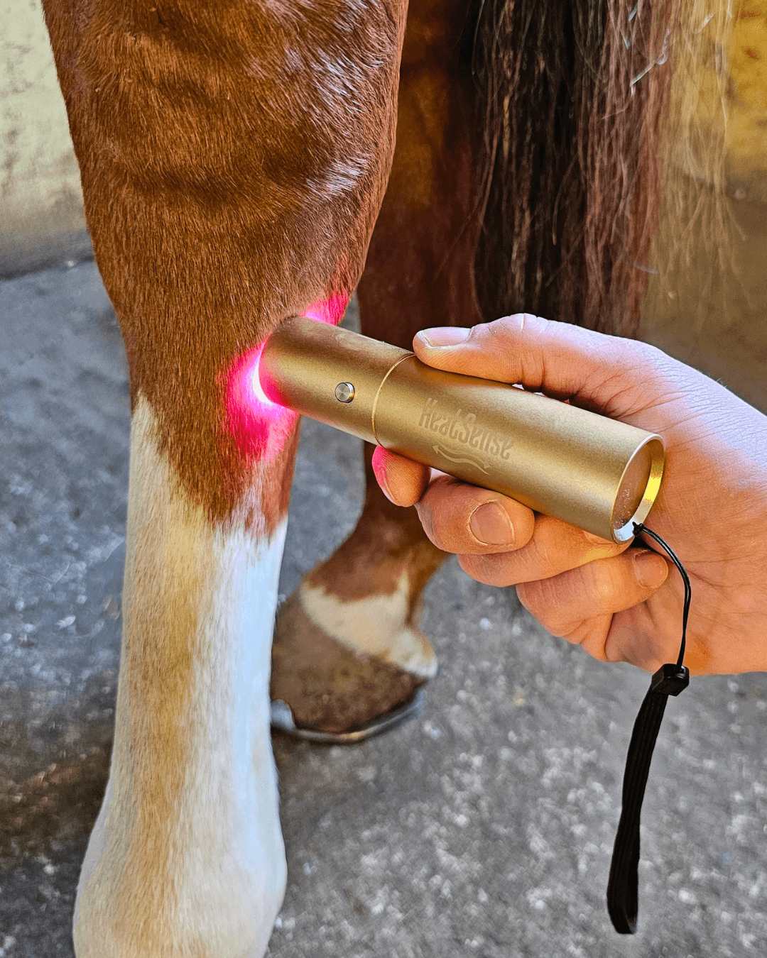 Ljusterapipenna 3.0 för hästar – Heat Sense Horse