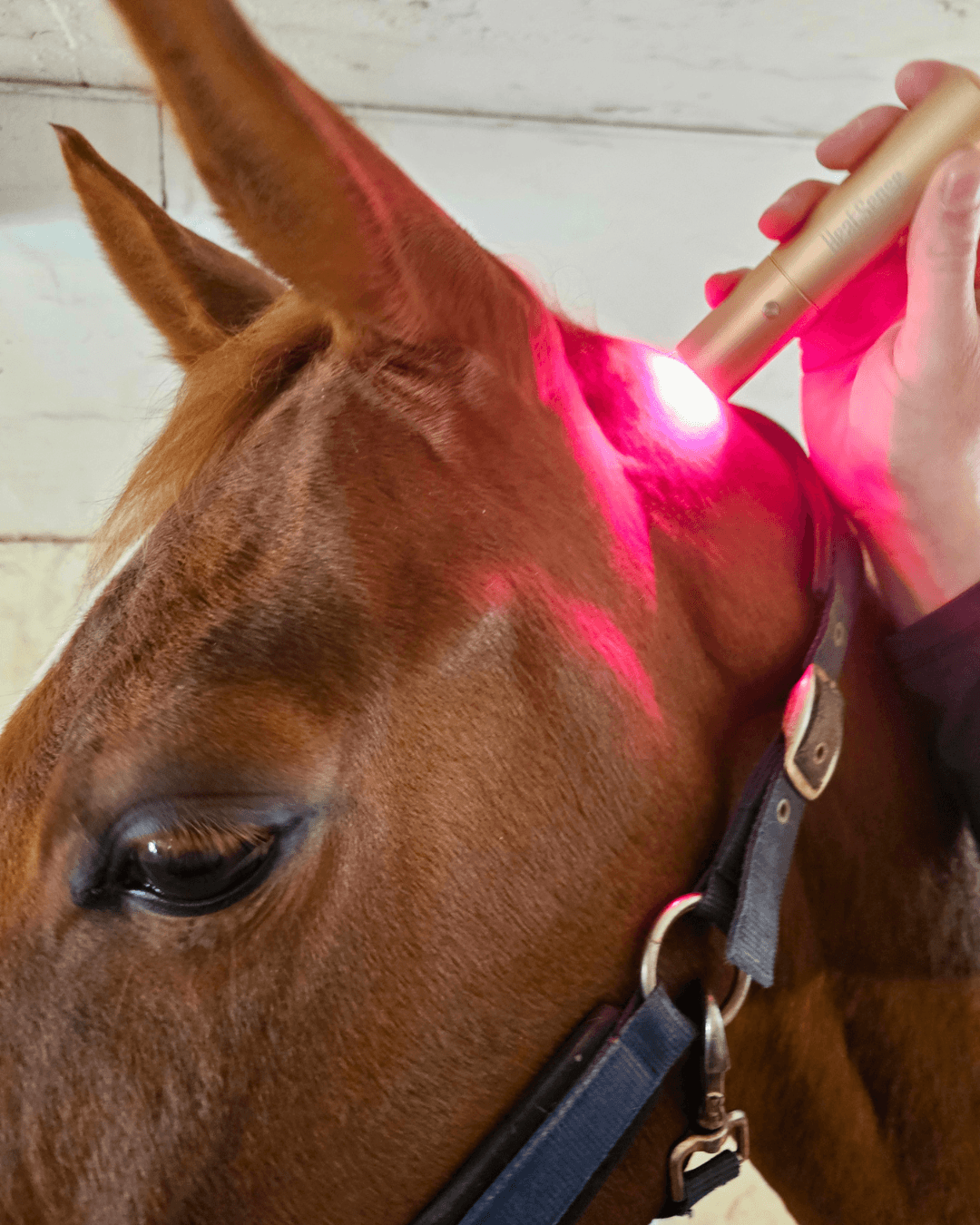 lysterapi pen til hest