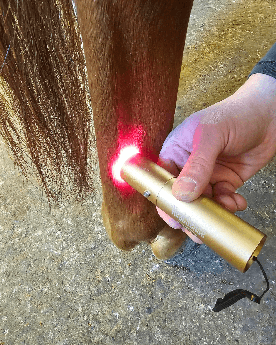 rød lysterapi pen til hest og pony