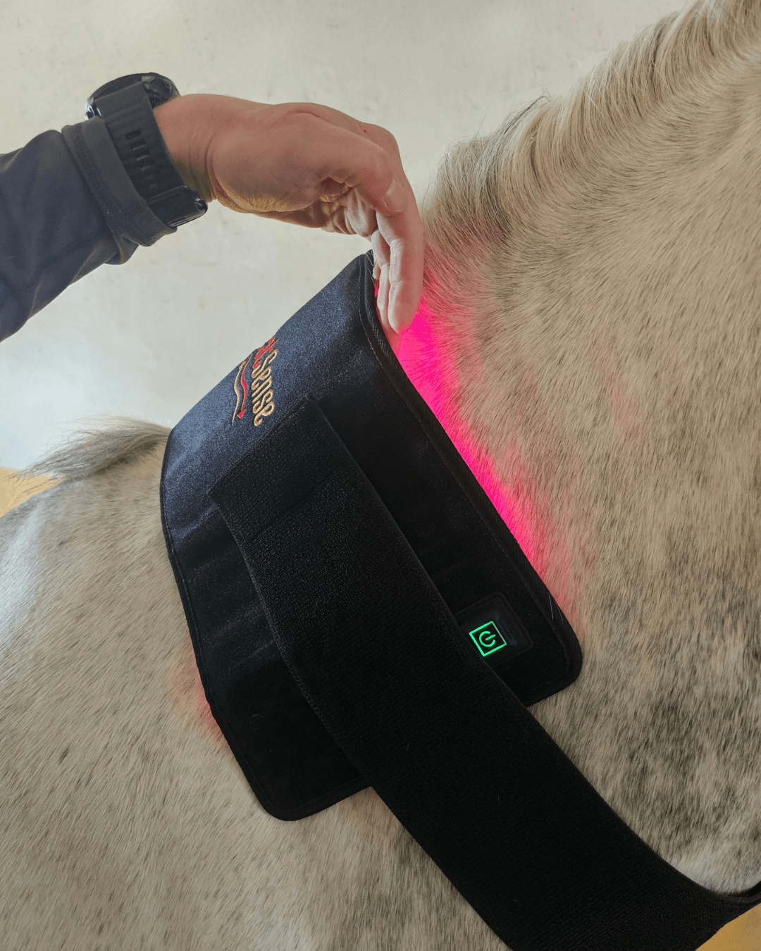 heatsense rød lysterapi pad til hest og pony