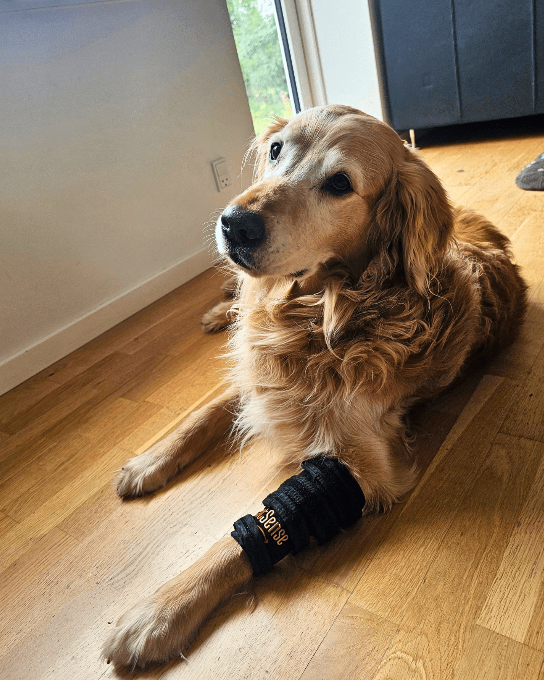 heatsense gamache til hund med rød lysterapi som reducerer inflammation