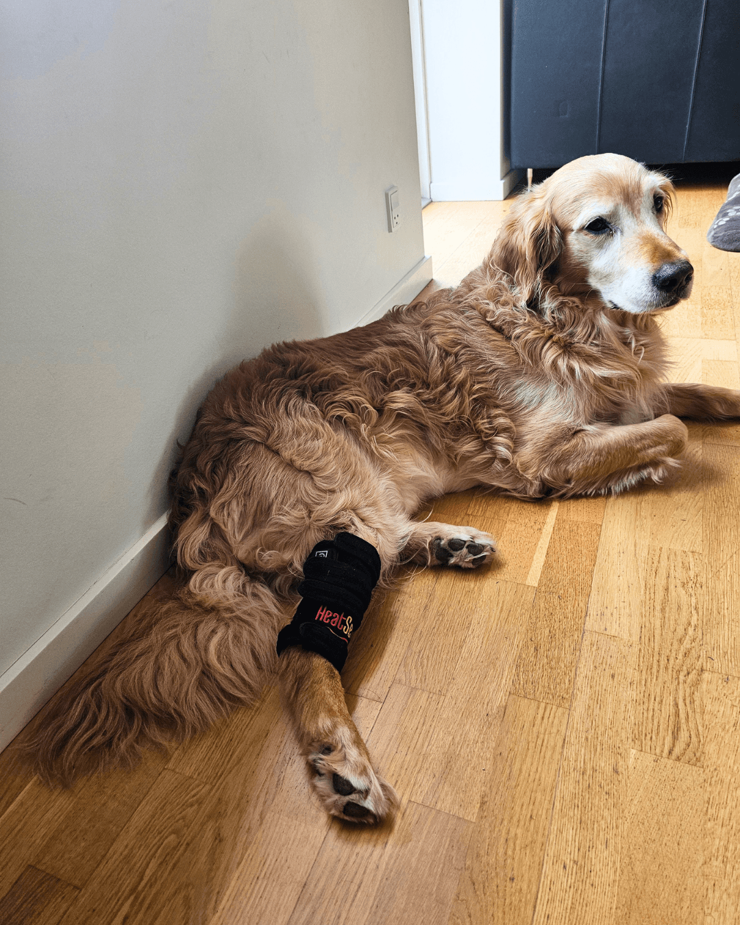 heatsense lysterapi gamache til hund for velvære og smertelindring