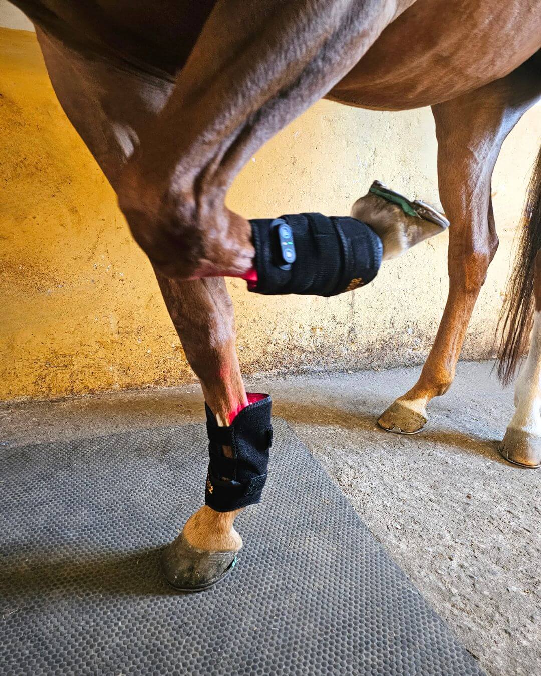 gamacher-hest-forben-bevaegelse